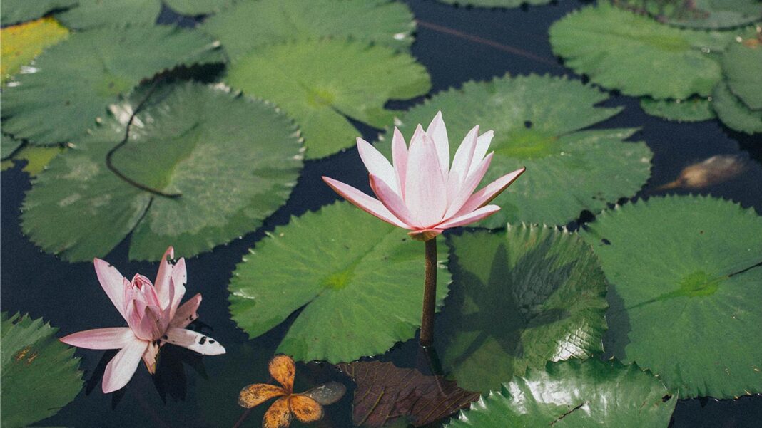 How could a lotus leaf help in cancer research? How could a lotus leaf help in cancer research?