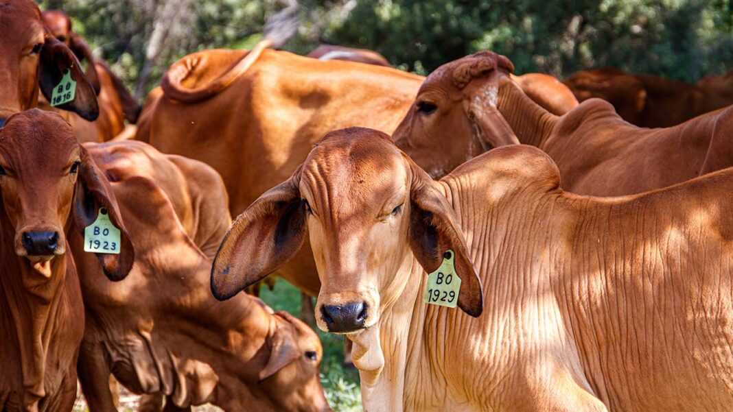 India’s Milk Production Hits New Highs India's Milk Production Hits New Highs