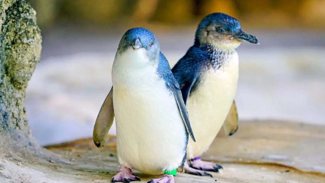 An Emperor Penguin’s 3,500 km Journey: A Rare Encounter and the Challenges Ahead An Emperor Penguin’s 3,500 km Journey: A Rare Encounter and the Challenges Ahead
