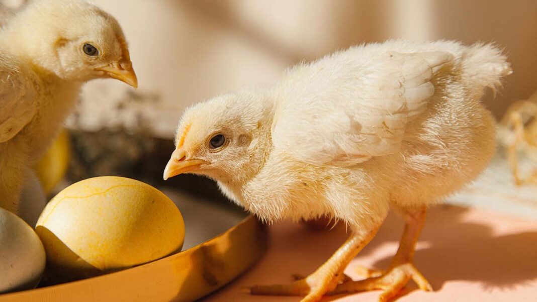 Canada’s First Human Case of H5 Avian Flu Triggers Fears and Investigations Canada's First Human Case of H5 Avian Flu Triggers Fears and Investigations