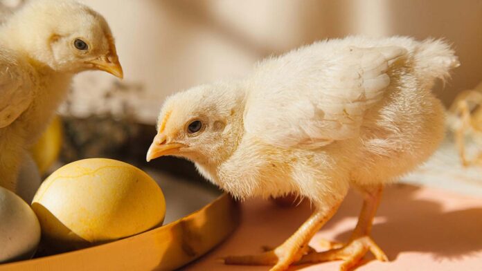Canada's First Human Case of H5 Avian Flu Triggers Fears and Investigations