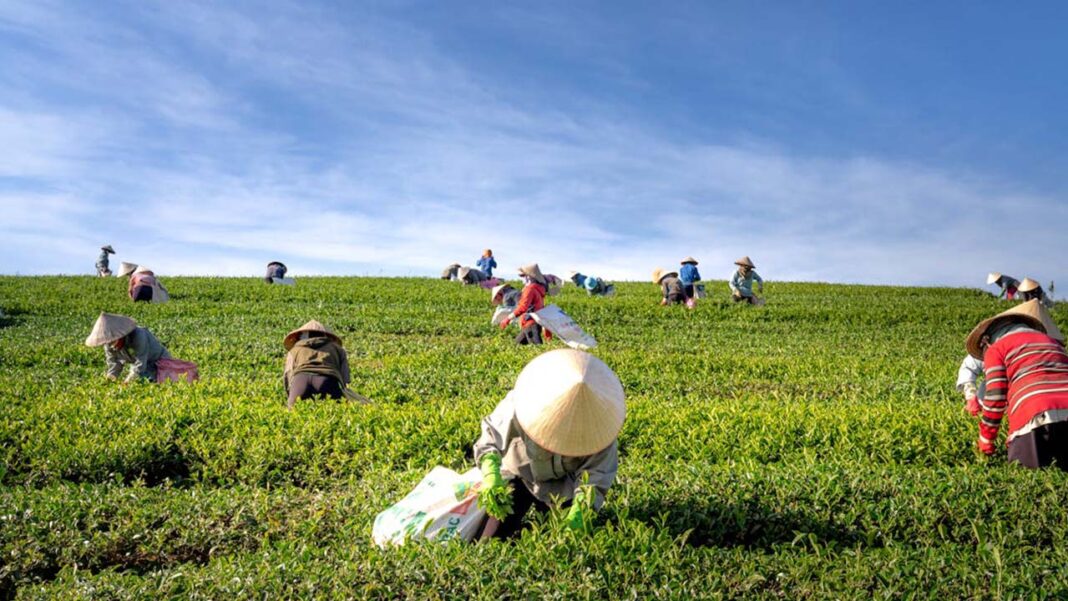 How Billionaires Are Cashing In on EU Farm Policy How Billionaires Are Cashing In on EU Farm Policy