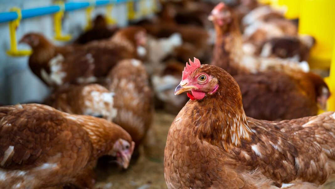 UK Battles New Wave of Avian Influenza UK Battles New Wave of Avian Influenza