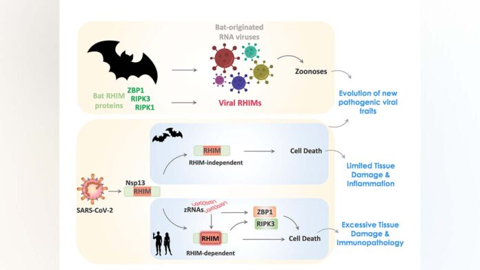 Researchers find new insights to how bat viruses impact human cell death and inflammation