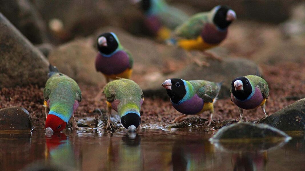 From Weeds to Wildfires: The Hidden Costs of Australia’s Biodiversity Collapse