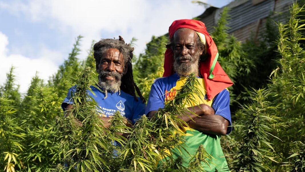 Cannabis Revolution: How St. Vincent's Farmers Turn a Once-Feared Crop into a Global Industry
