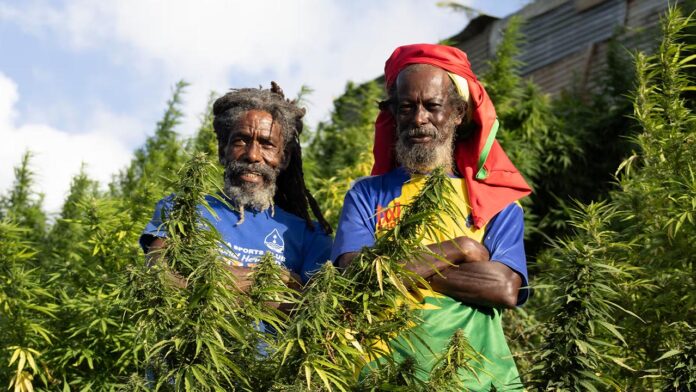 Cannabis Revolution: How St. Vincent's Farmers Turn a Once-Feared Crop into a Global Industry