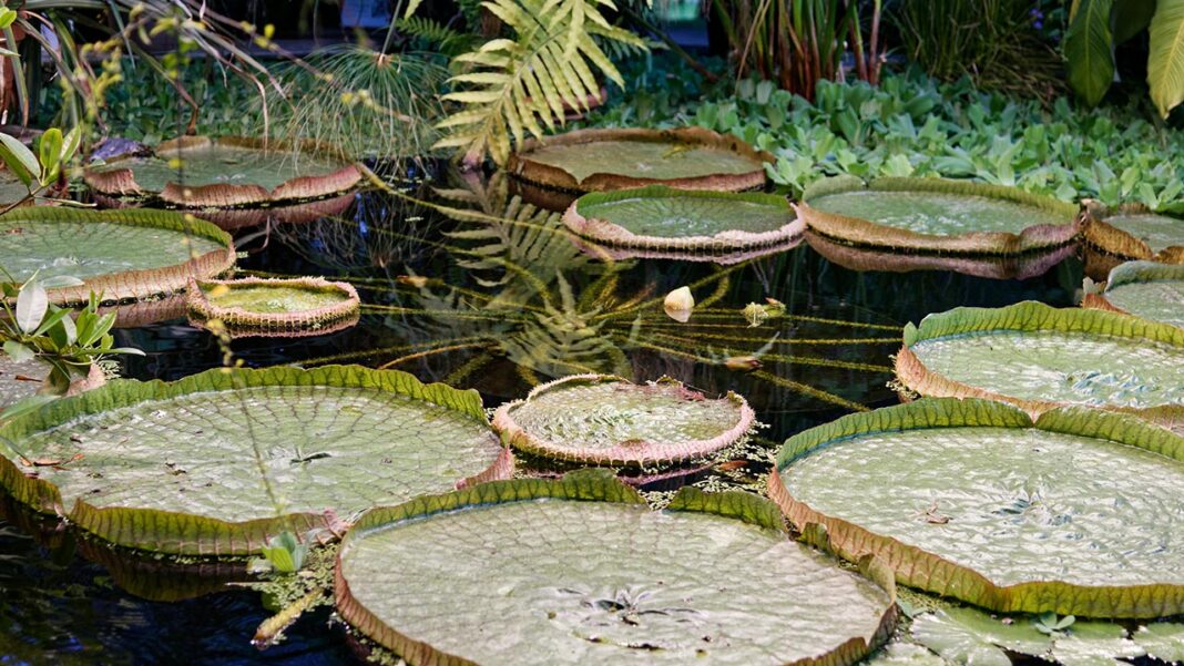 10 Things to Experience in Guyana: A Hidden Gem in The Caribbean 10 Things to Experience in Guyana: A Hidden Gem in The Caribbean