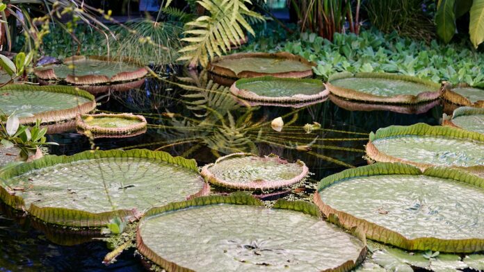 10 Things to Experience in Guyana: A Hidden Gem in The Caribbean