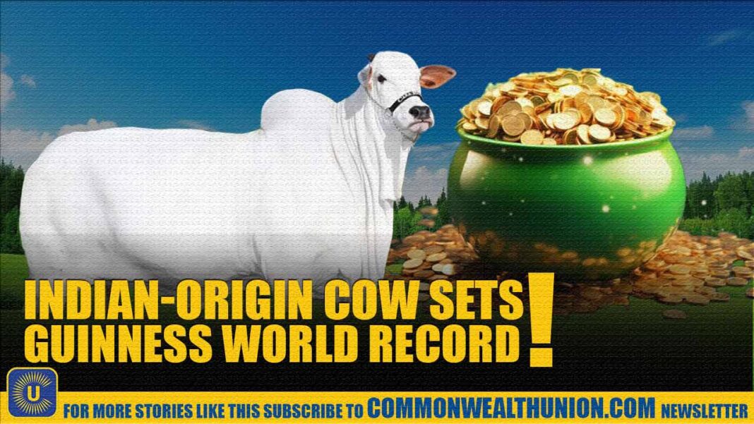 Genetic Goldmine? Why Breeders Are Paying a Fortune for This Indian-Origin Cow! Genetic Goldmine? Why Breeders Are Paying a Fortune for This Indian-Origin Cow!
