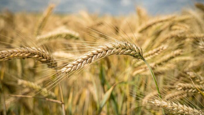 India’s Wheat Crop Faces Record Challenges—But Can Snowfall Save the Day?
