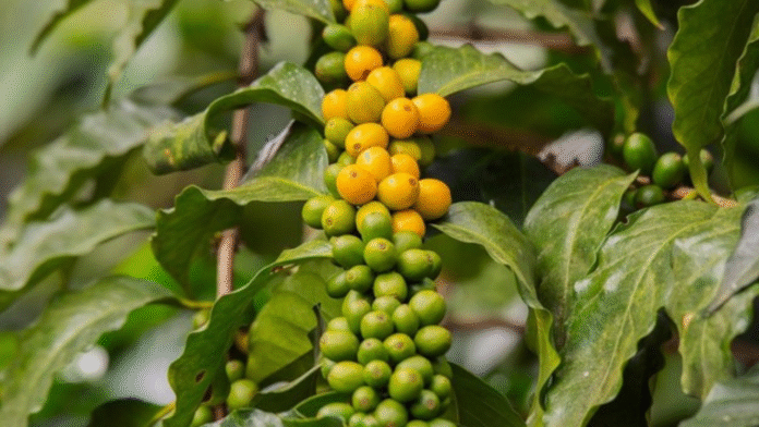 Sustainable Trade at a Turning Point: Sub-Saharan Africa and the EUDR