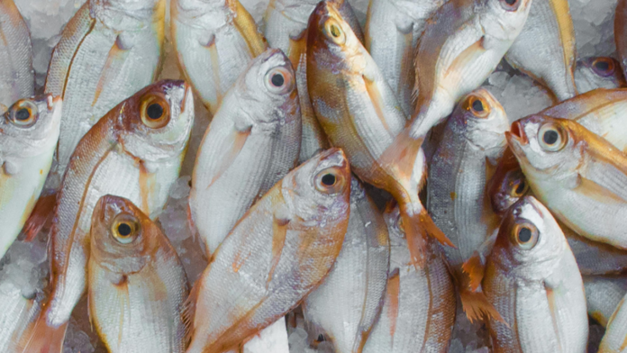 No Deal Without the Catch? EU Tries to Hook UK With Fishing Ultimatum