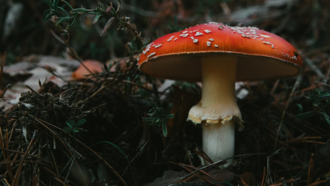 Murder by Mushroom? Australia Gripped by Trial After Family Lunch Turns Fatal Murder by Mushroom? Australia Gripped by Trial After Family Lunch Turns Fatal