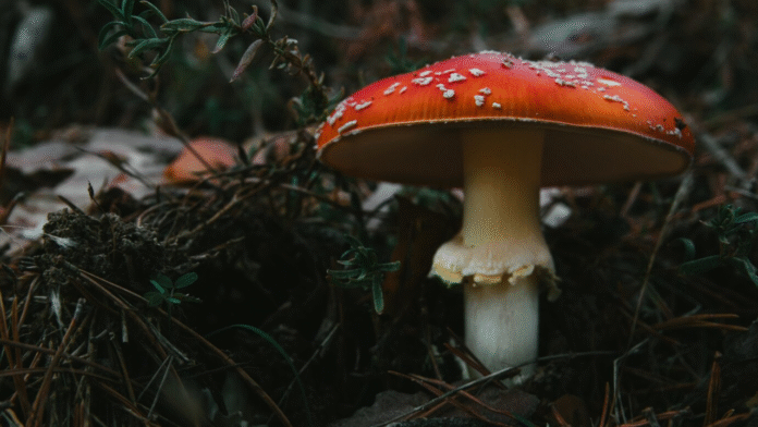 Murder by Mushroom? Australia Gripped by Trial After Family Lunch Turns Fatal