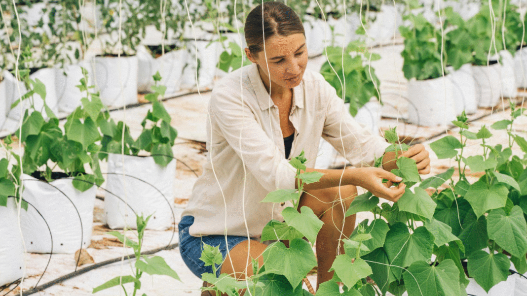Desert Oasis: How One Woman is Redrawing Jordan’s Future with Waterless Farming Desert Oasis: How One Woman is Redrawing Jordan's Future with Waterless Farming