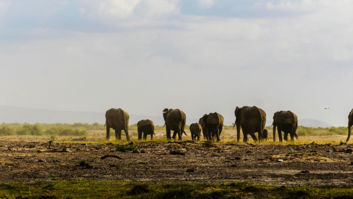 When Conservation Kills: The Deadly Clash Between Elephants and Farmers in Ogun State