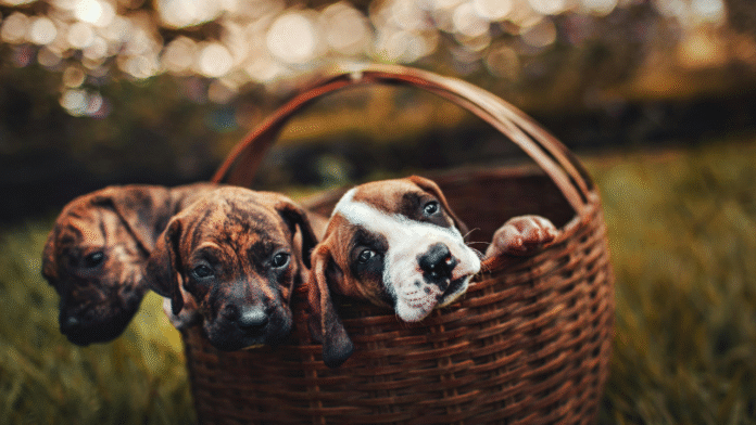 Canada’s Uride Just Solved Every Pet Owner’s Ride-Sharing Nightmare