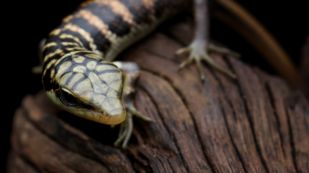 Beneath the Scales: How Goannas’ Secret Armor Could Rewrite Reptile Evolution Beneath the Scales: How Goannas’ Secret Armor Could Rewrite Reptile Evolution