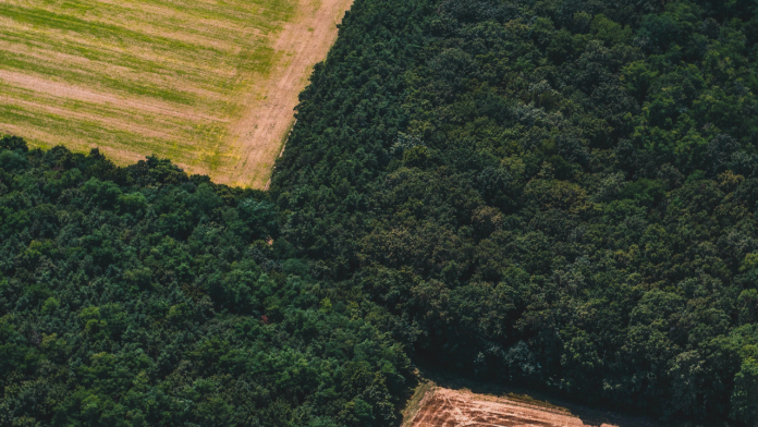 The Unseen Death Toll: How Deforestation Is Killing Thousands Through Silent Heatwaves