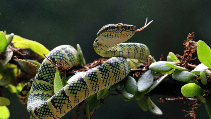 Nature’s Snakebite Shield: The Lizard That Can Laugh at Deadly Venom