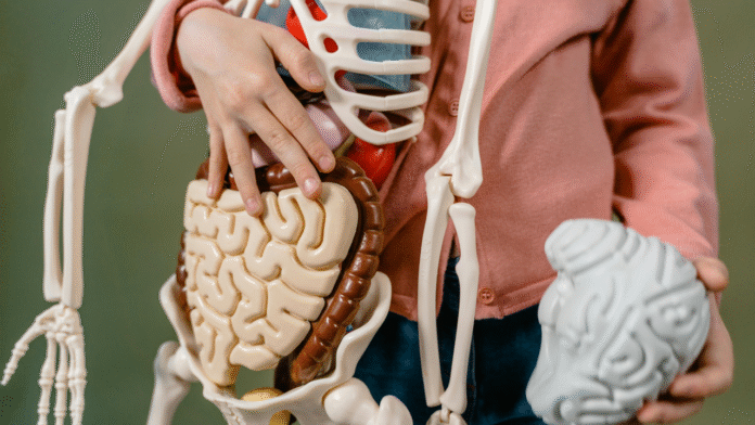 Is A Gut Hormone the Real Culprit Behind IBS?