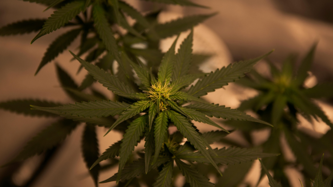 Does Cannabis Cause Paranoia? Scientists Say It Depends on This One Factor Does Cannabis Cause Paranoia? Scientists Say It Depends on This One Factor