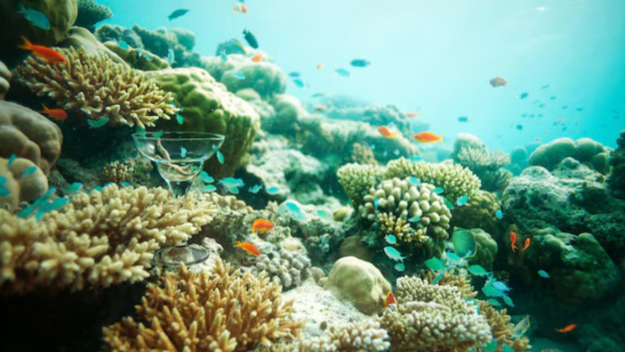 UNESCO-Listed Ningaloo Reef Under Threat as Climate Heatwaves Bleach Up to 90% of Corals