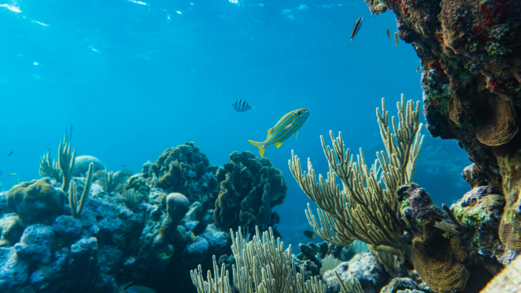 The Great Coral Collapse: Earth’s First Major Climate Tipping Point Has Been Crossed The Great Coral Collapse: Earth's First Major Climate Tipping Point Has Been Crossed