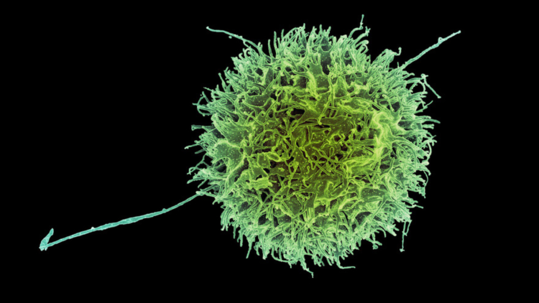 Faster, Safer, Stronger: The Revolutionary Cancer Therapy Born in MIT’s Lab Faster, Safer, Stronger: The Revolutionary Cancer Therapy Born in MIT’s Lab
