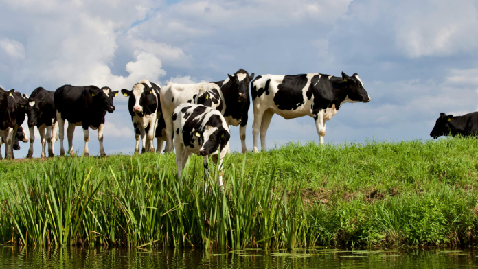 Are Audit Failures and Output Declines at OBP Fueling Livestock Disease Risks — or Is the Picture More Mixed?