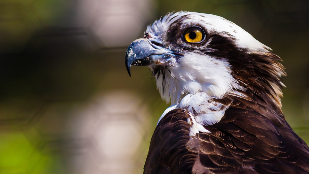 NZ’s Fastest Bird Just Won — But Faces Extinction NZ’s Fastest Bird Just Won — But Faces Extinction