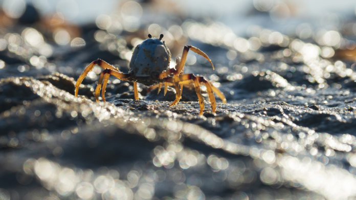 Which Rare Deep-Sea Creatures Have Scientists Just Uncovered in Western Australia?