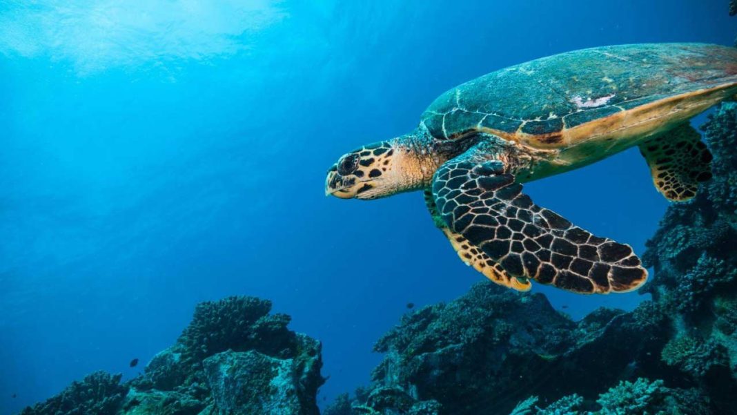 Sri Lanka Sets the Standard for Sustainable Ocean Stewardship Sri Lanka Sets the Standard for Sustainable Ocean Stewardship