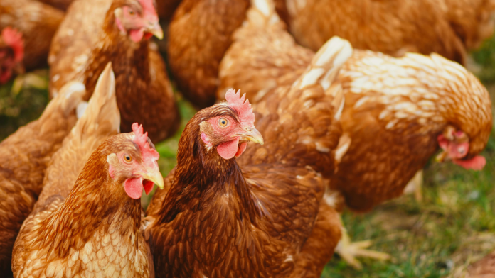 Oman Tightens the Net: A Surgical Strike Against Europe’s Bird Flu Threat