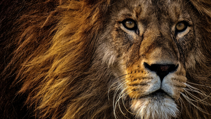 Can Africa’s 2025 Biodiversity Summit Turn Natural Wealth into Sustainable Prosperity?