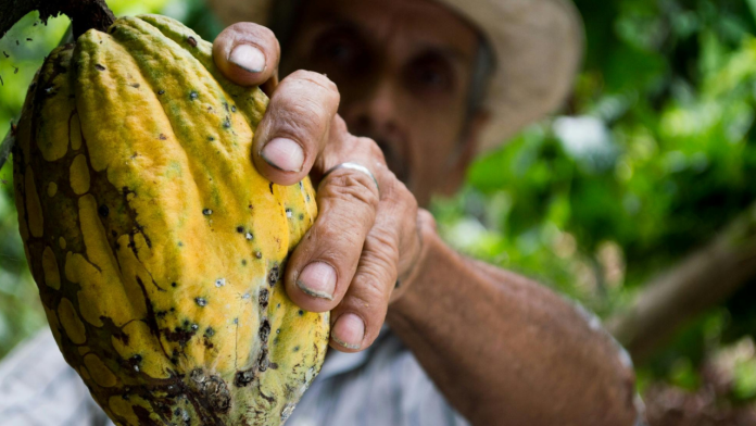 Eating Cocoa or Berries Could Offset the Harmful Effects of Sitting Too Long, Scientists Find