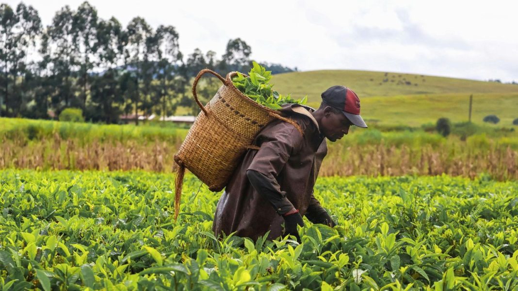 Kenya’s Food Transformation Plan Aims to Turn Billions in Wasted Produce into Economic Gains Kenya’s Food Transformation Plan Aims to Turn Billions in Wasted Produce into Economic Gains