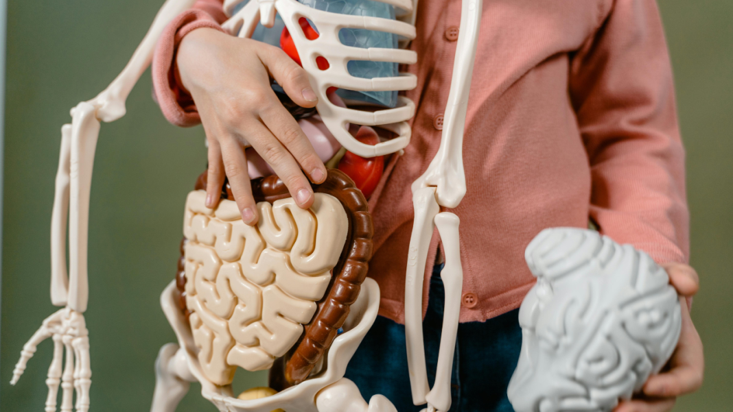 How Does a Stroke Disrupt the Gut’s “Good Bacteria”—And Why Does It Matter for Recovery? How Does a Stroke Disrupt the Gut’s “Good Bacteria”—And Why Does It Matter for Recovery?