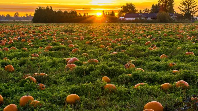 Could This Canada–Caribbean Labour Scheme Be the Region’s Most Underrated Economic Lifeline?
