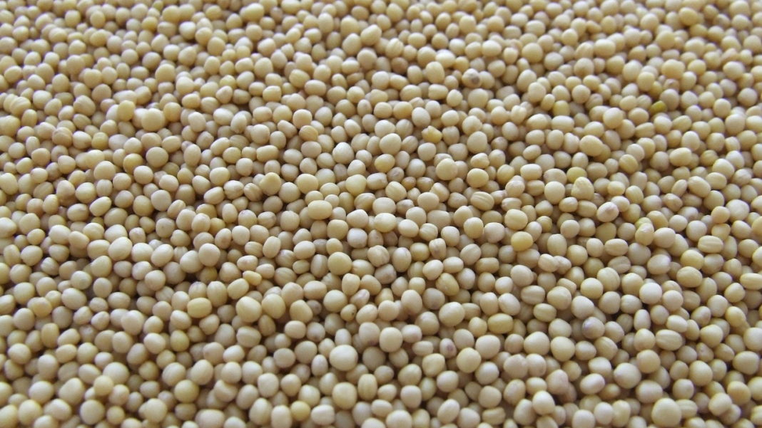 Are Scientists Finally Cracking Why Some People Gain Weight on Soybean Oil? Are Scientists Finally Cracking Why Some People Gain Weight on Soybean Oil?