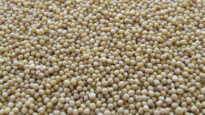 Are Scientists Finally Cracking Why Some People Gain Weight on Soybean Oil?