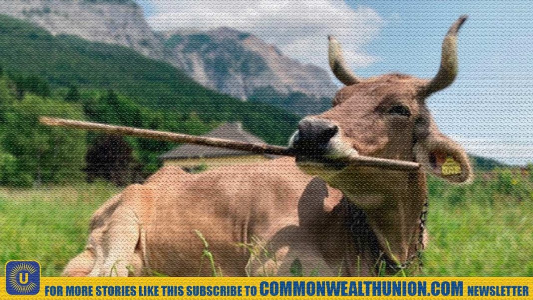 Are Cows Smarter Than We Thought? One Cow Surprises Scientists with Rare Use of Tools Are Cows Smarter Than We Thought? One Cow Surprises Scientists with Rare Use of Tools