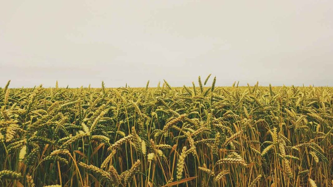Crop Losses in Africa Deepen Food Insecurity: A Growing Crisis Crop Losses in Africa Deepen Food Insecurity: A Growing Crisis