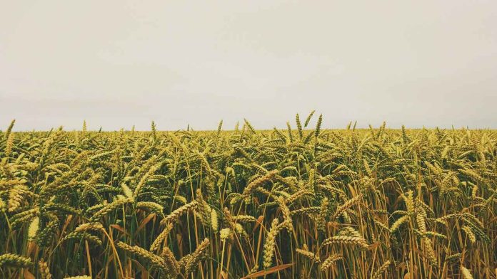 Crop Losses in Africa Deepen Food Insecurity: A Growing Crisis