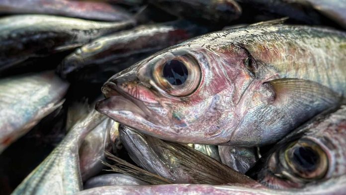 Could Restoring Coral Reef Fish Be the Key to Feeding Millions?