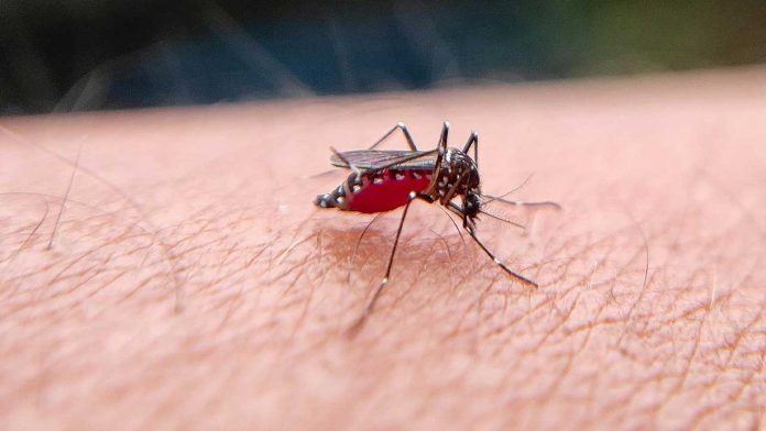 Study Finds Mosquitoes Are Increasingly Attracted to Human Blood