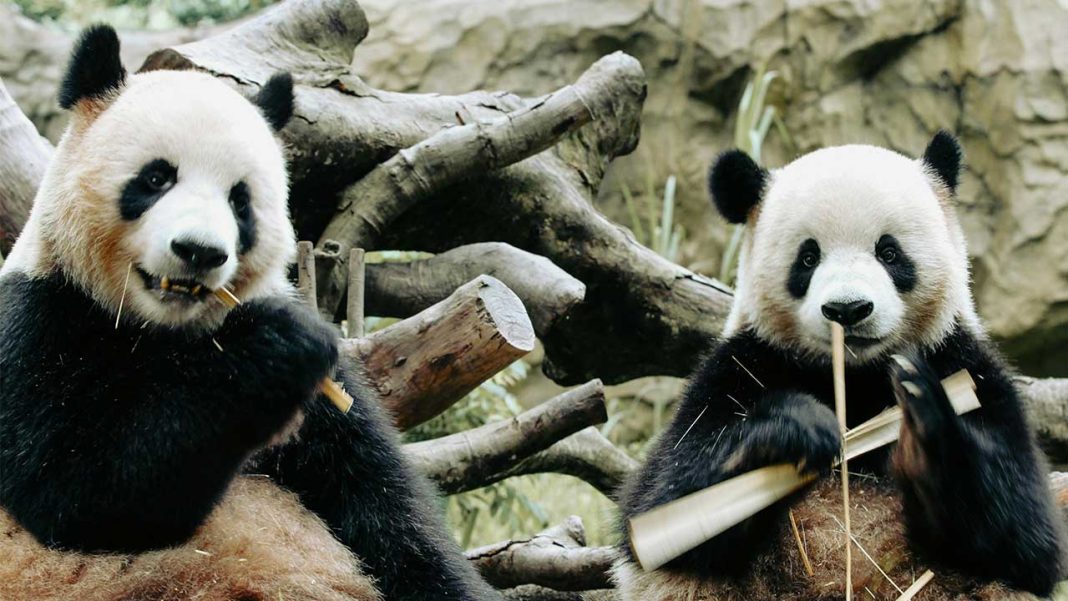 Japan’s last pandas are returning to China—but why? On Sunday, thousands of people visited Ueno Zoo in Tokyo to say goodbye to Japan’s last giant pandas, Xiao Xiao and Lei Lei. Visitors waited in long lines, some for more than three hours, to see the twin cubs one last time. Many were emotional, with some crying as they watched the pandas. The twins were born at Ueno Zoo in 2021 to their parents, Shin Shin and Ri Ri, who were also on loan from China for breeding research. Because China owns all the pandas it sends abroad, Xiao Xiao and Lei Lei must now return home. Their departure will leave Japan without any giant pandas for the first time since 1972, when the two countries first established diplomatic relations. China has long used giant pandas as symbols of friendship, and countries that receive pandas must pay a yearly fee. Any panda cubs born in another country must be returned to China. In the past, panda loans often coincided with trade deals, such as in 2011 when two pandas were sent to Edinburgh Zoo during negotiations over salmon, cars, and energy technology. Panda loans usually last about 10 years, although extensions are sometimes possible. The future of panda loans to Japan is uncertain. This comes at a tense time in Japan-China relations. Japanese Prime Minister Sanae Takaichi said Japan might use its military if China attacked Taiwan, which angered Beijing. In response, China has taken measures like tightening restrictions on rare earth exports to Japan, and the two countries have engaged in increasingly hostile rhetoric. Visitors shared their memories of watching the pandas grow. Ai Shirakawa said she had brought her son to see the pandas since he was a baby and hoped the visit would become a lasting memory. Another visitor said, “Witnessing their growth, especially since they were so small, has been such a joy.” Photographs showed many people crying as they bid the pandas farewell. Thousands of visitors have created happy memories with Xiao Xiao and Lei Lei, despite their departure from Japan. Their story reminds us that animals can bring people together across borders, and with hope, new pandas may visit Japan again in the future.