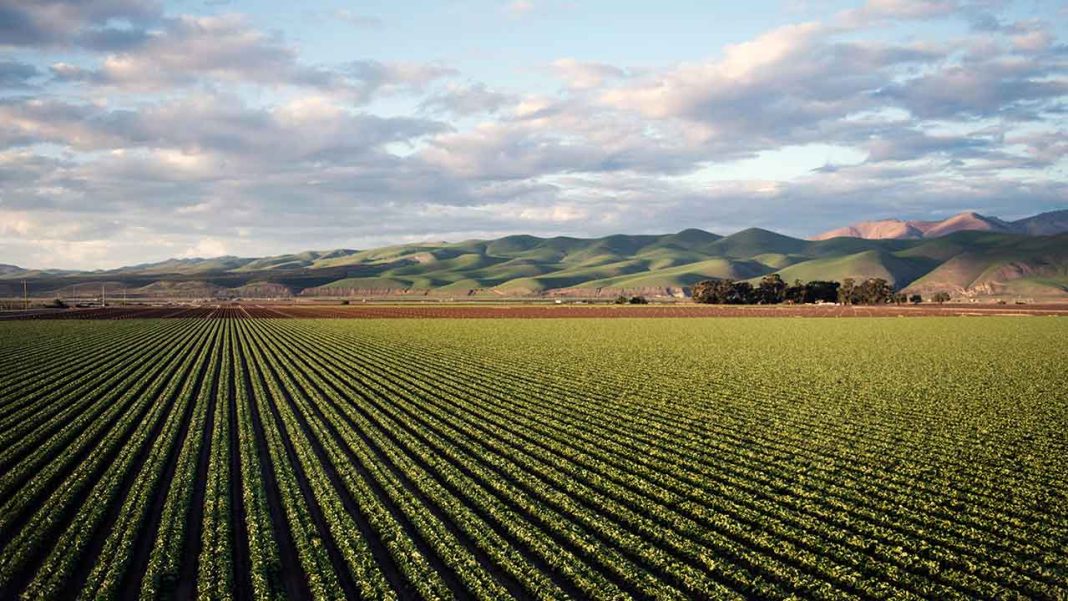 Turning the Tide on Food Imports: The Cayman Islands’ 2025 Agricultural Awakening Turning the Tide on Food Imports: The Cayman Islands’ 2025 Agricultural Awakening