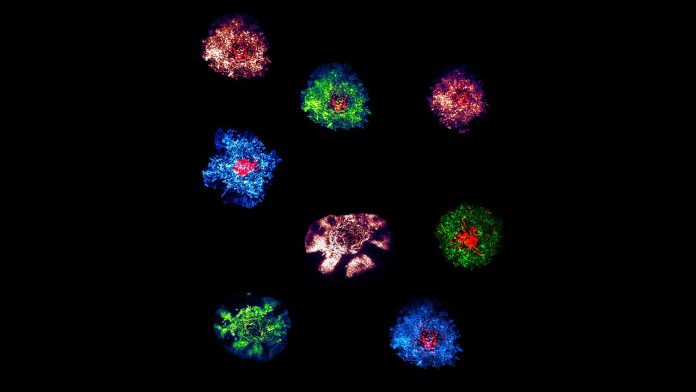 Why Nearly Half of T Cell Receptors Move the ‘Wrong’ Way, According to New Research